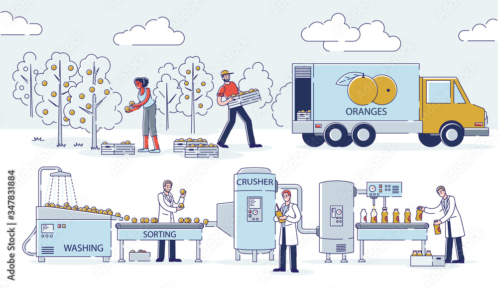 Fototapeta premium Concept Of Juices Production. People Picking Oranges On Plantation, Washing And Sorting It With Equipment, Crush Fruits And Squeeze Fresh Juice. Cartoon Linear Outline Flat Style. Vector Illustration