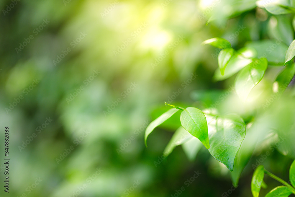 Natural green leaves on bokeh and sun light with copy space. Beautiful green nature background. Safe world and ecology concept. Natural green leaves on bokeh and sun light with copy space. Beautiful green nature background. Safe world and ecology concept.
