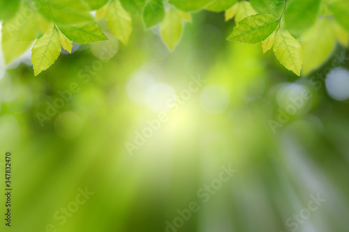 Green leaves on bokeh background and sun light with coppy space for text ,Template mock up and display of product. green nature and ecology concept.
