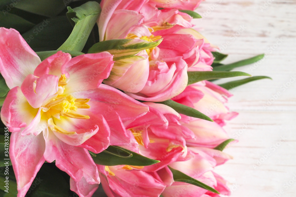 Beautiful delicate pink tulips on a white background. Spring flowers tulipa gesneriana. Holiday concept.