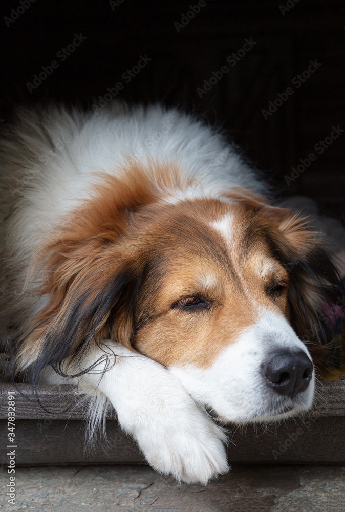 Shepherd dog resting in the doghouse, closeup view