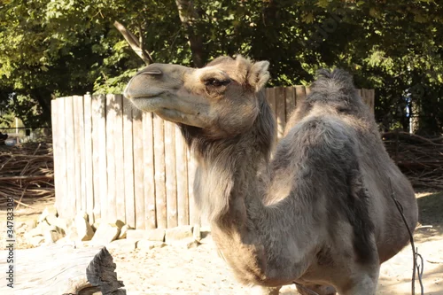 Fototapeta samoprzylepna wielbłąd