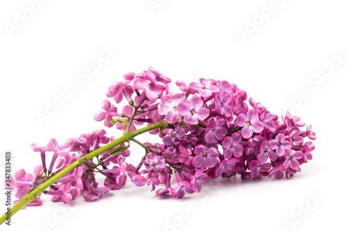 Beautiful blossoming lilac on white background. Space for text