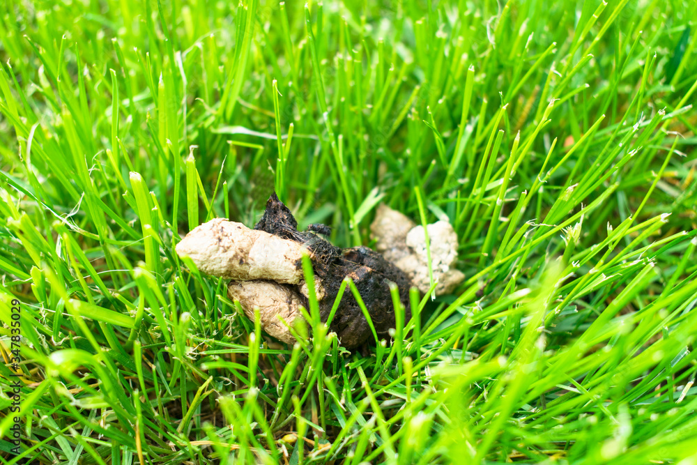 Obraz premium Dog excrement on the green grass. Poop dog on the lawn in a public park. Cleaning concept for pets.