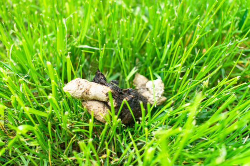 Dog excrement on the green grass. Poop dog on the lawn in a public park. Cleaning concept for pets.