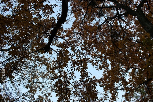 bright colorful warm autumn in the city