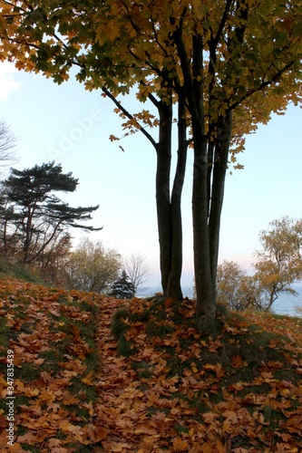 bright colorful warm autumn in the city