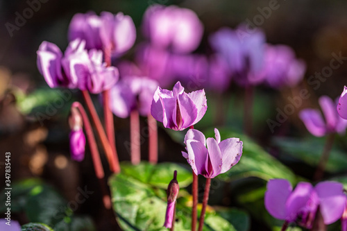 Flowering Cyclamen