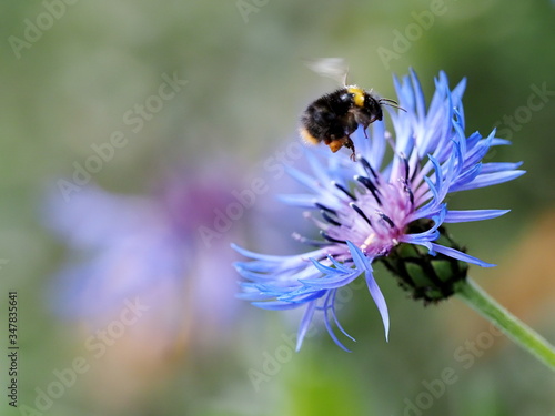 A Bumblebee (Bombus spp) coming in to land on a Mountain Cornflower plant to collect pollen. © chris