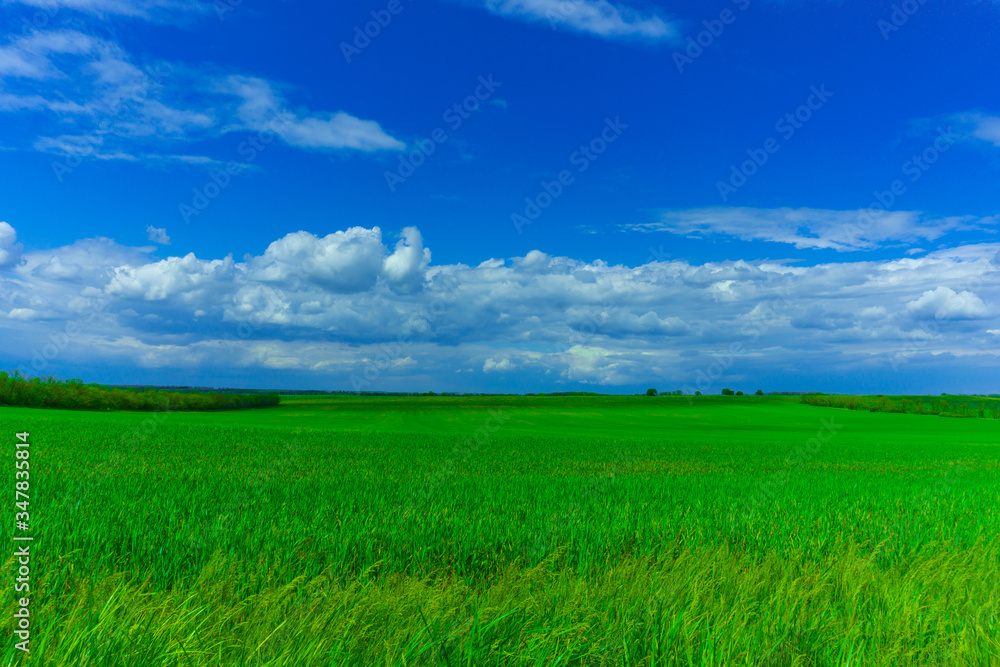 A green field planted with wheat against a blue sky