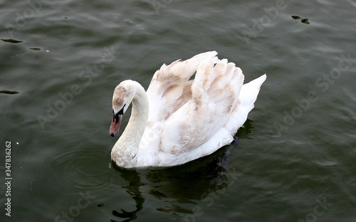 
swan on a fod eats