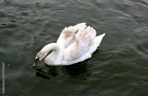 
swan on a fod eats