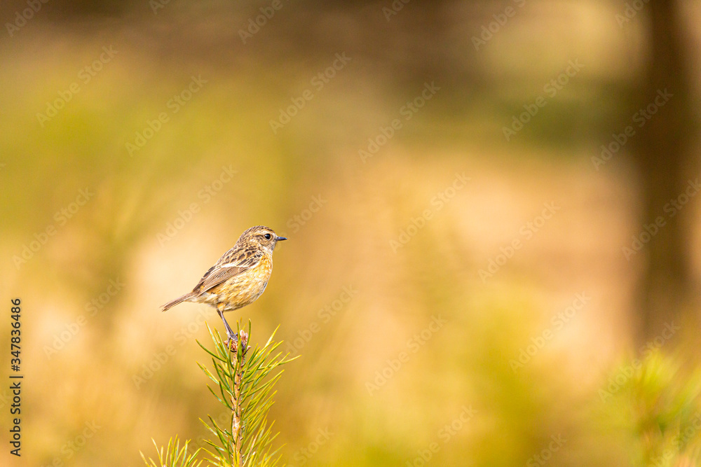 Winter Stonechat Winter Stonechat