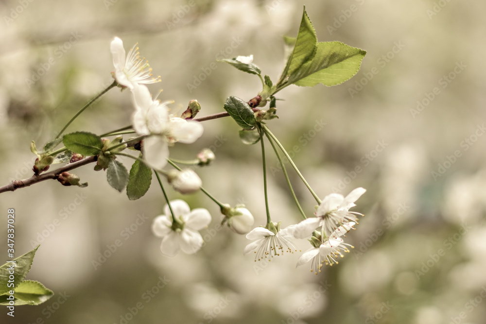 Cherry tree blossoms. White small inflorescences of Avium Prunus with a sweet aroma. Spring. Selective focus Cherry tree blossoms. White small inflorescences of Avium Prunus with a sweet aroma. Spring. Selective focus