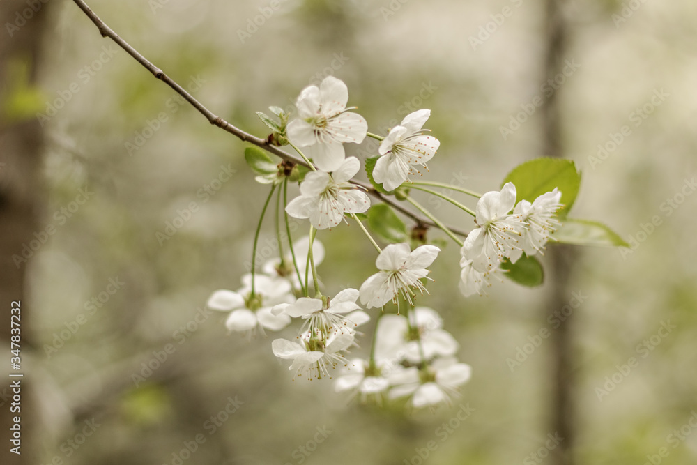 Cherry tree blossoms. White small inflorescences of Avium Prunus with a sweet aroma. Spring. Selective focus Cherry tree blossoms. White small inflorescences of Avium Prunus with a sweet aroma. Spring. Selective focus