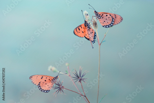 Butterflies are insects in the macrolepidopteran clade Rhopalocera from the order Lepidoptera, which also includes moths. Adult butterflies have large, often brightly coloured wings, and conspicuous,  photo