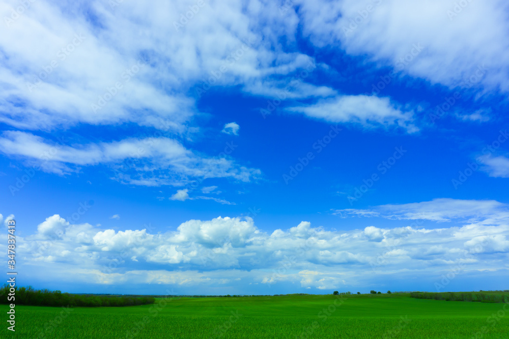 Fototapeta premium A field of green wheat against a blue sky with white clouds