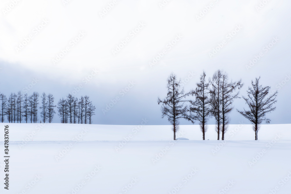 Fototapeta premium Scenic landscape of Pine Trees on Snow Hill in winter at Mild seven Hills, Biei Patchwork Road, Hokkaido, japan