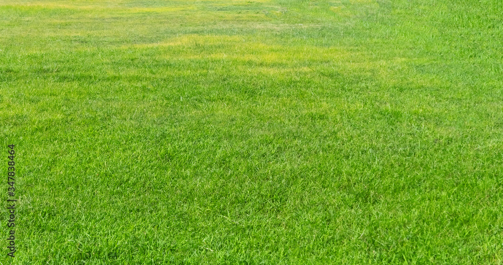 Green grass texture for background. Green lawn pattern and texture background. Green grass texture for background. Green lawn pattern and texture background.