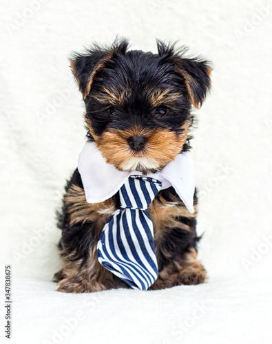 puppy in a tie looks forward
