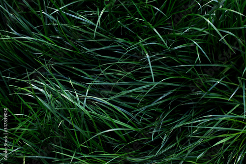 The dark green long grass is tilted to the left in the sun. Photo taken close up for your spring design.