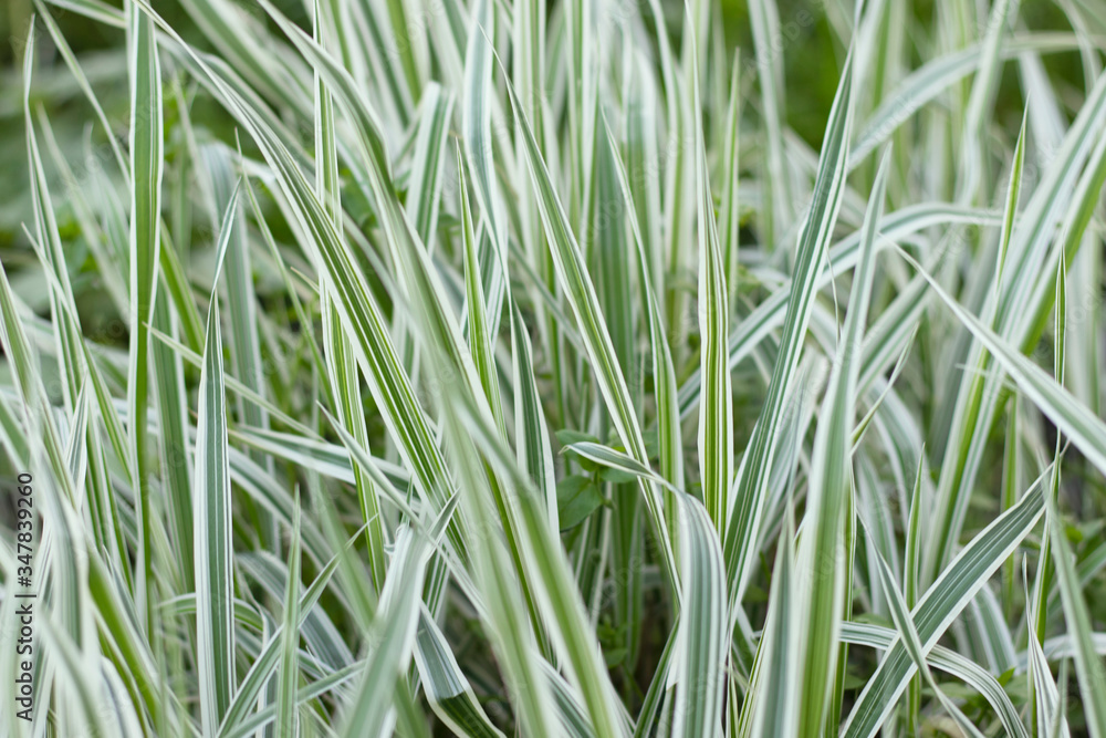 Fototapeta premium Green grass with white stripes shot close-up. Bright photo was made for your design.