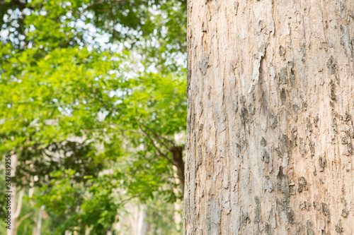 Teak tree in the forest with blurred background