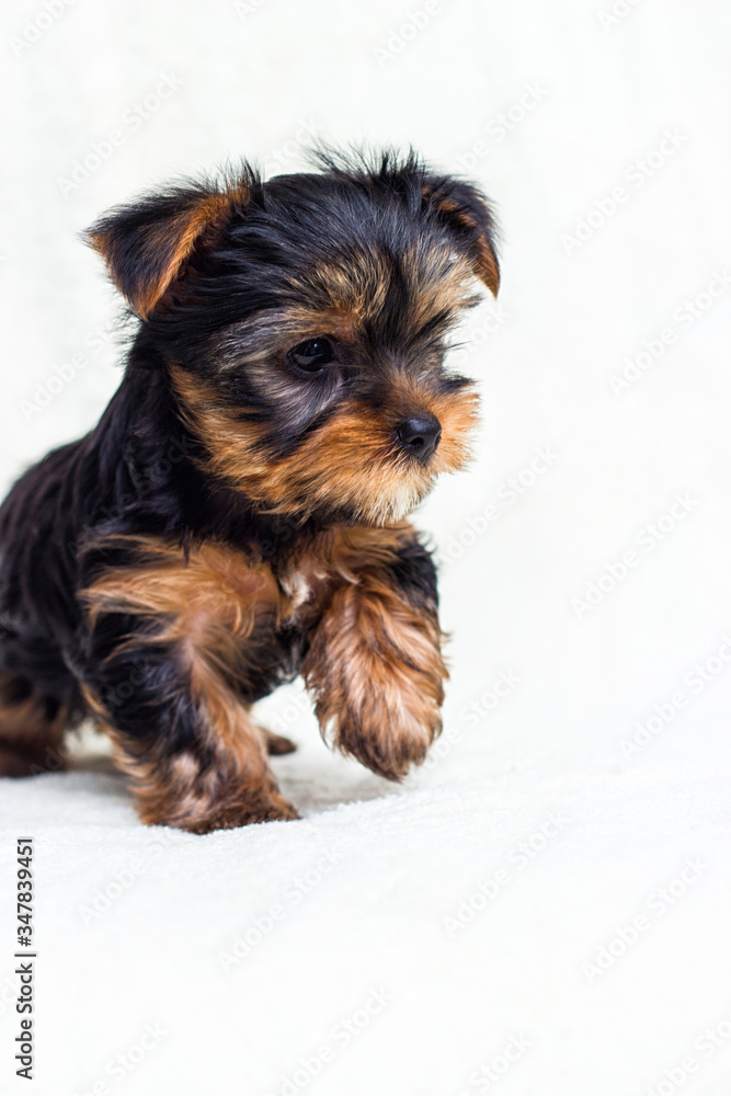 Yorkshire puppy looks two months old Yorkshire puppy looks two months old