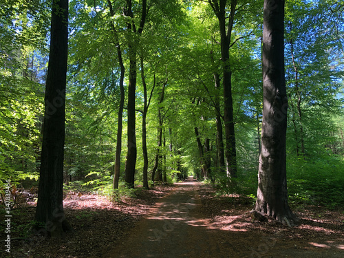 Path in the forest around the National Park De Hoge Veluwe