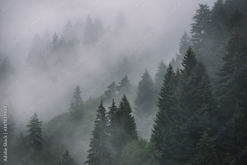 Foggy Spruce Forest In The Mountains. Dark and Misty Wood Landscapes