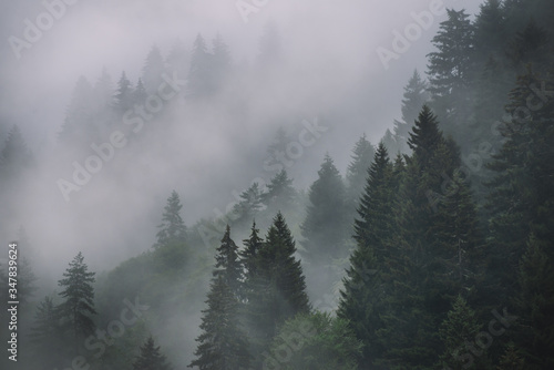 Fototapeta Naklejka Na Ścianę i Meble -  Foggy Spruce Forest In The Mountains. Dark and Misty Wood Landscapes
