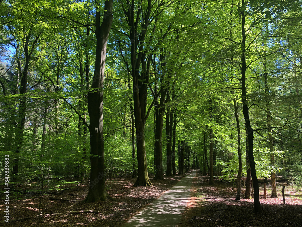 Path in the forest around the National Park De Hoge Veluwe Path in the forest around the National Park De Hoge Veluwe