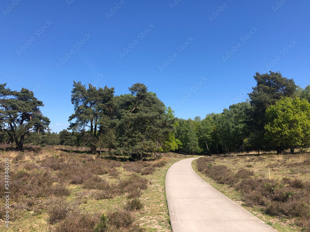 Path through National Park De Hoge Veluwe Path through National Park De Hoge Veluwe