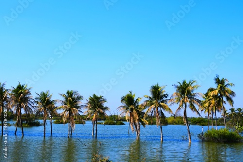 Indian Lake at Kutch  Gujarat  India  Garden  Indian River