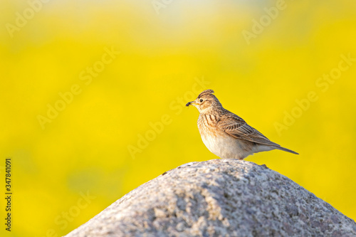 An adult skylark perched with an insect in its beak on a big rock in front of the yellow blossom of a rapeseed field.