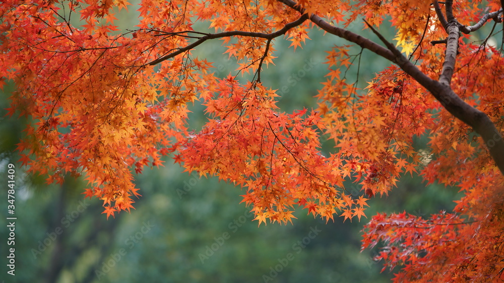 The beautiful red maple leaves in autumn The beautiful red maple leaves in autumn