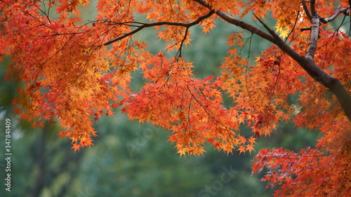 The beautiful red maple leaves in autumn