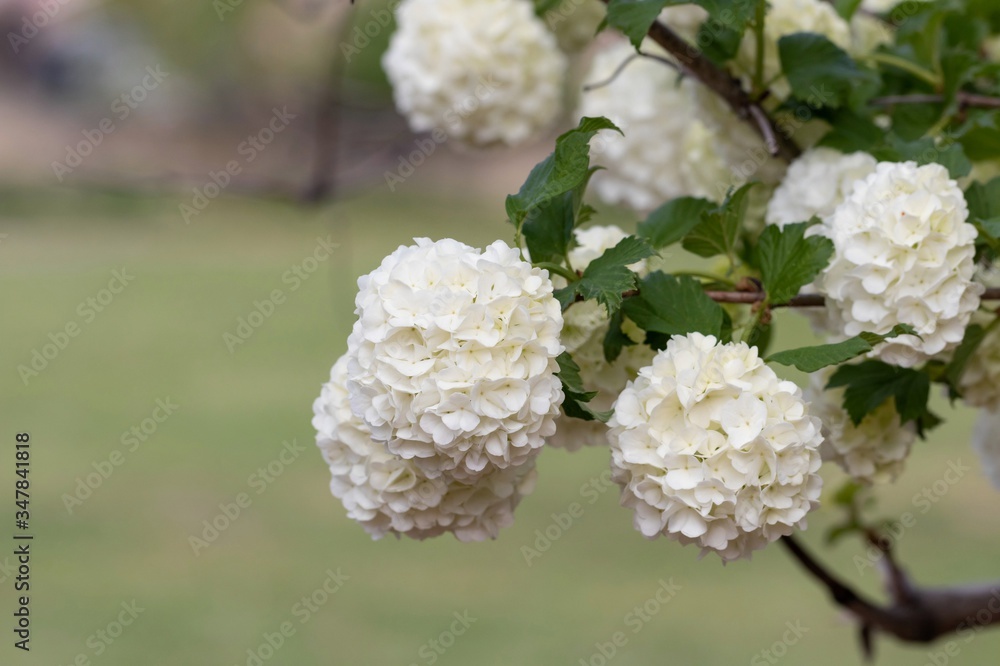 White inflorescences of Viburnum cultivar White inflorescences of Viburnum cultivar