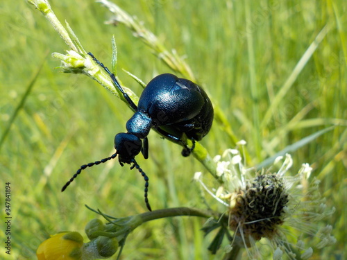 Ölkäfer, auch „Maiwurm