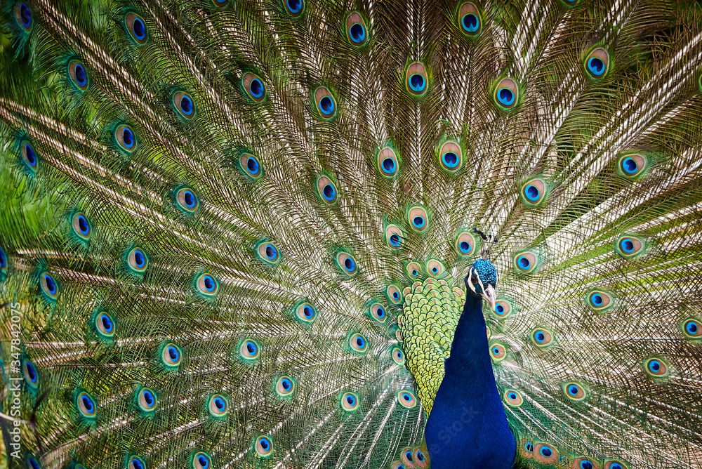 Naklejka premium Indian peafowl with open train (Pavo cristatus)