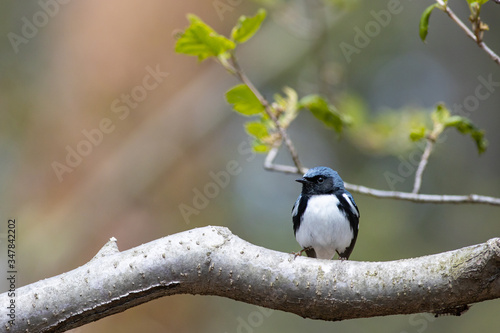 Black-throated blue warbler - Setophaga caerulescens photo