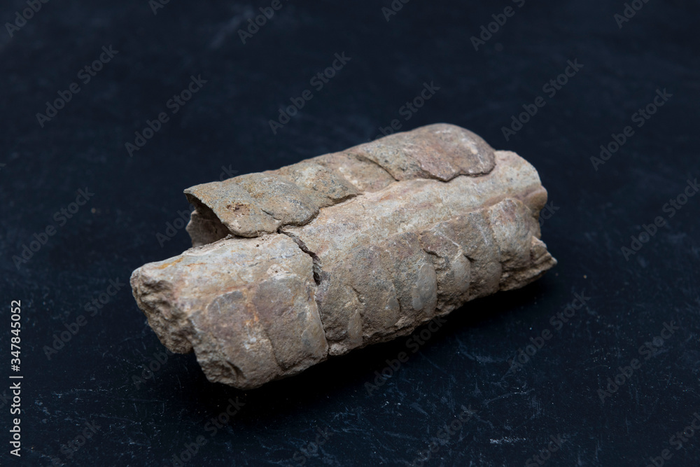 Fossil. Trilobite imprint in stone. Paleontology Fossil. Trilobite imprint in stone. Paleontology