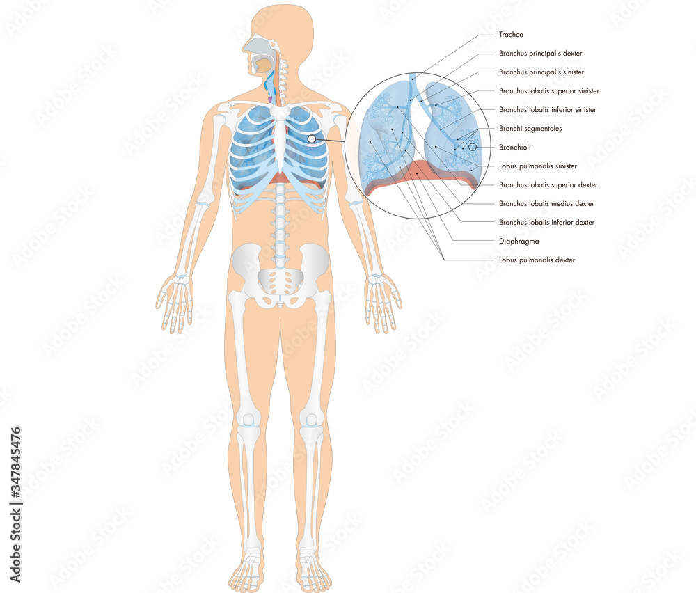 Atmungsorgane des Menschen - Lunge und Bronchien - lateinische Beschriftung