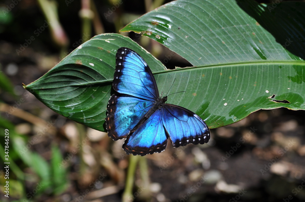 36 件の最適な モルフォ蝶 画像 ストック写真 ベクター Adobe Stock