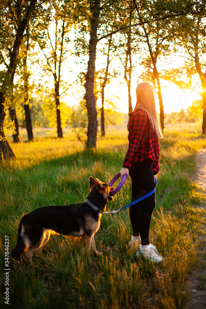 A girl is playing with a dog. Breed of a shepherd. Beautiful nature, green trees and grass. Sunset, dog and girl look into the distance
