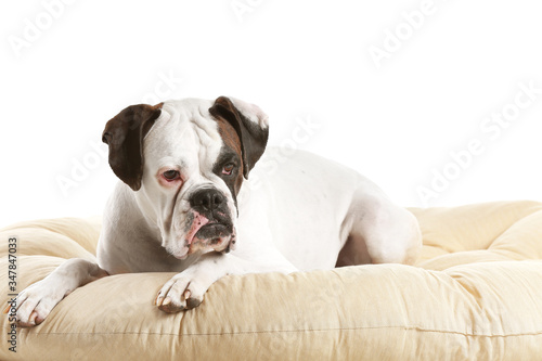 Cute dog lying on pet bed against white background