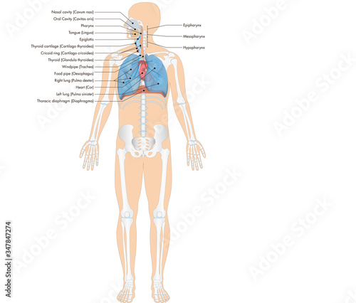 Anatomie - Atmungsorgane des Menschen mit Skelett - englische Beschriftung