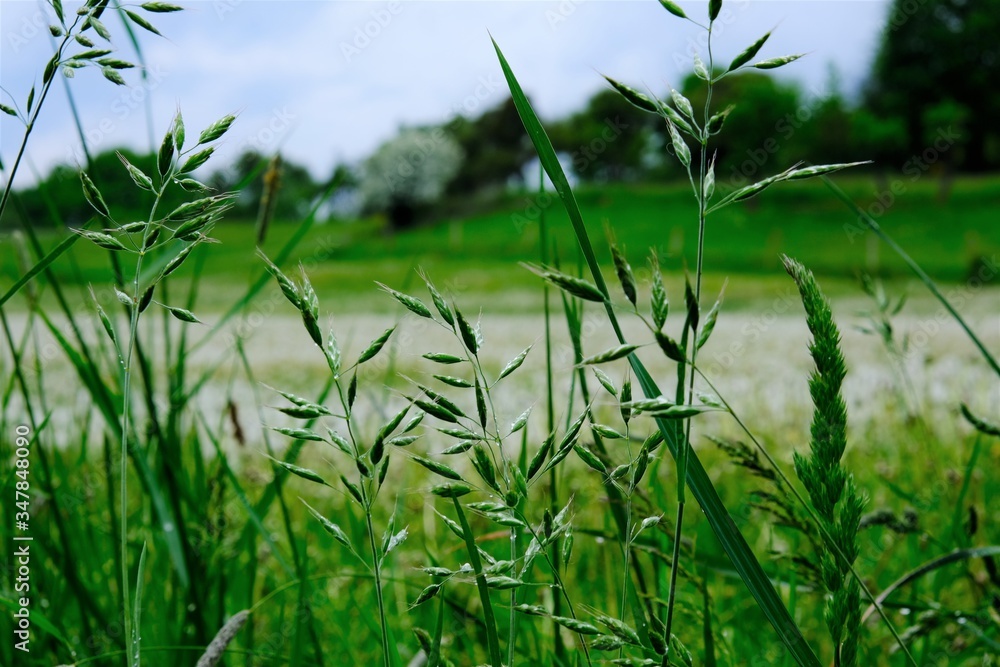 Naklejka premium Gras