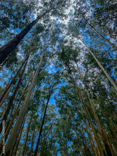 trees in the woods