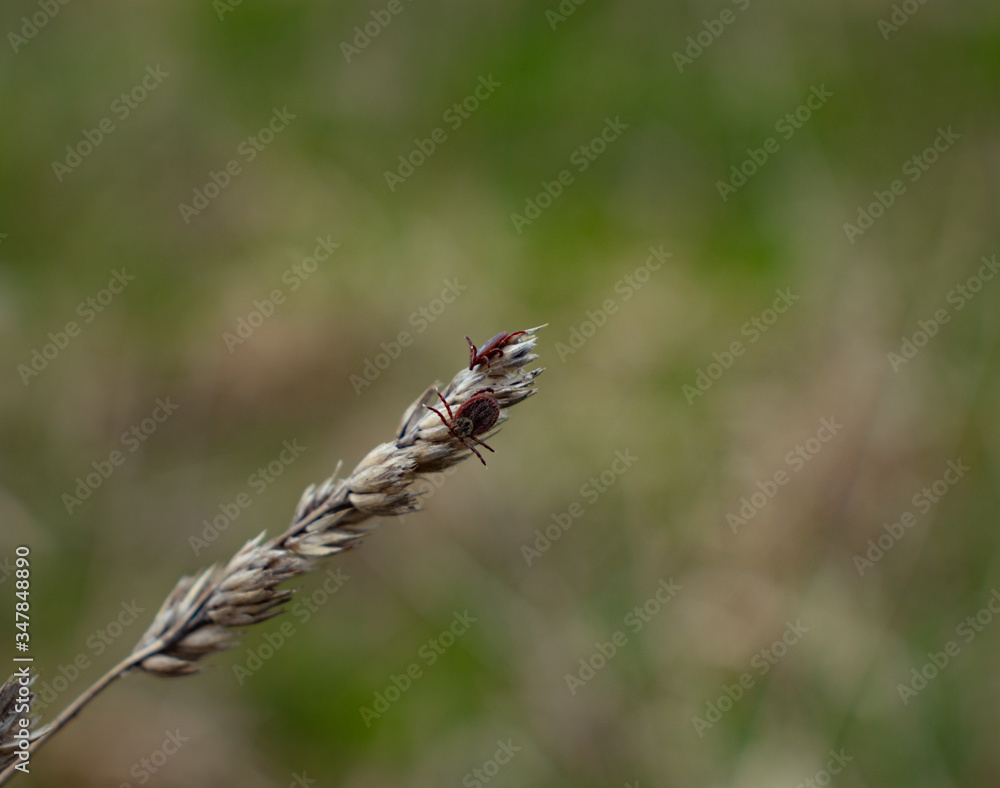 Blood-sucking pest acari (mite) - a serious danger in the forest and fields, carriers of serious diseases.
